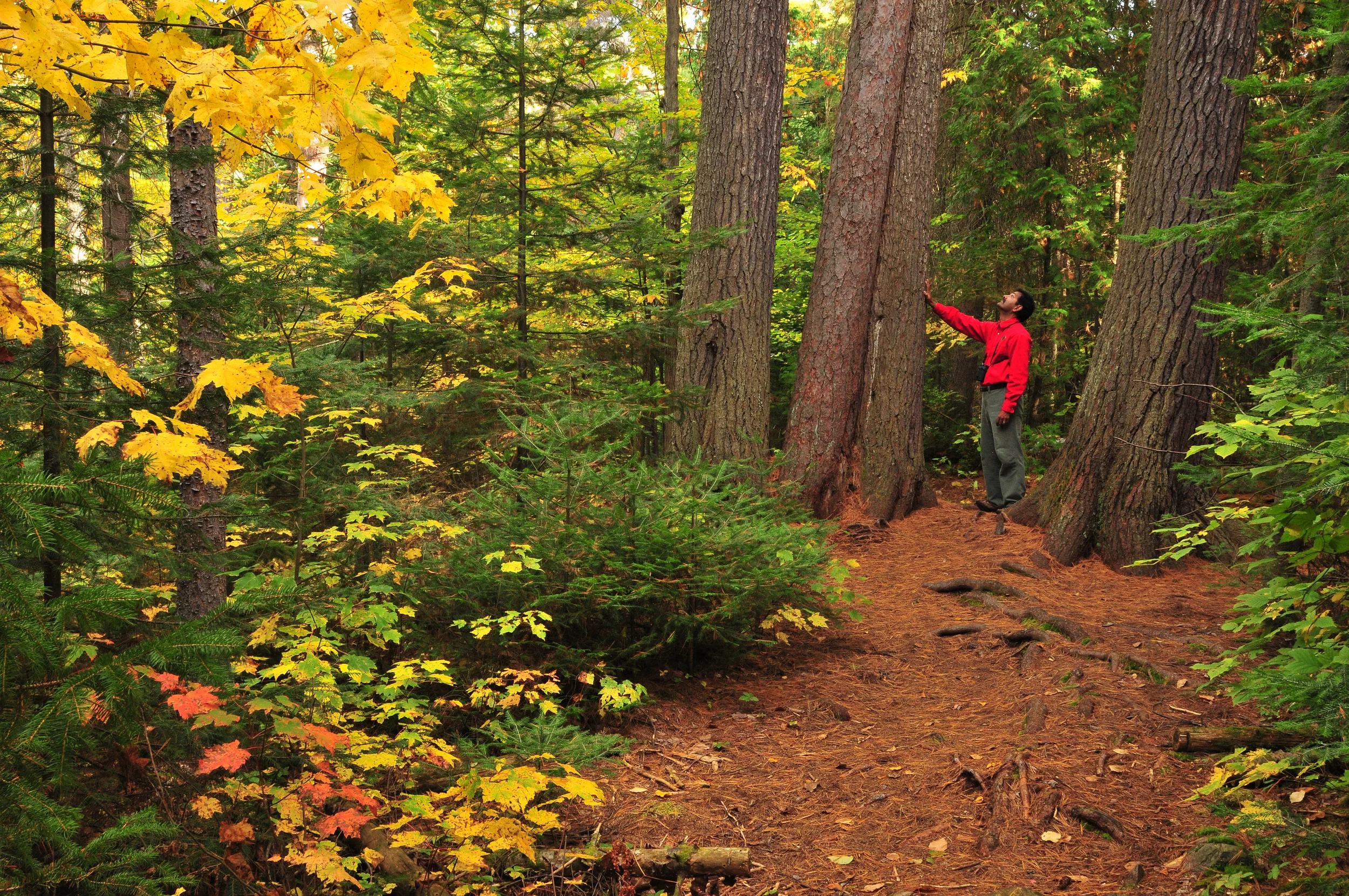 White pines 