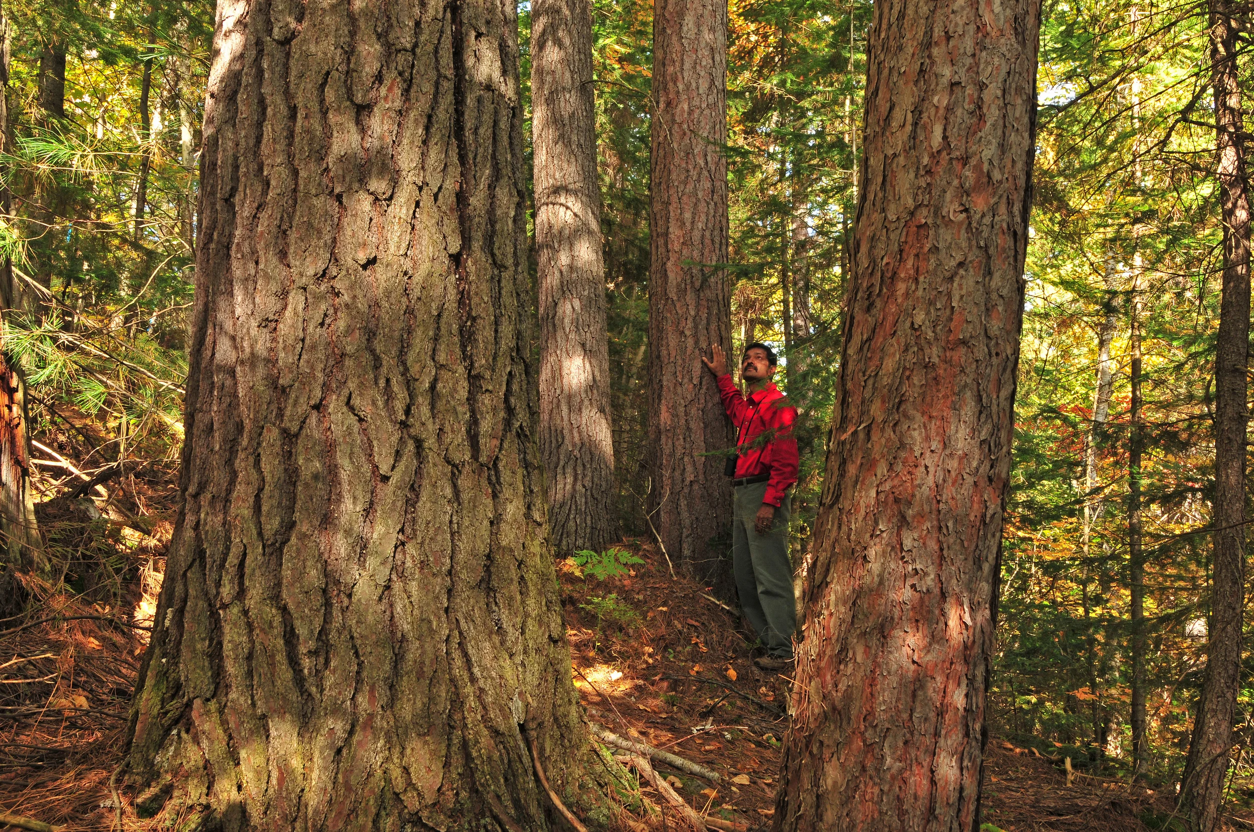 White pines of Temagami, ON 