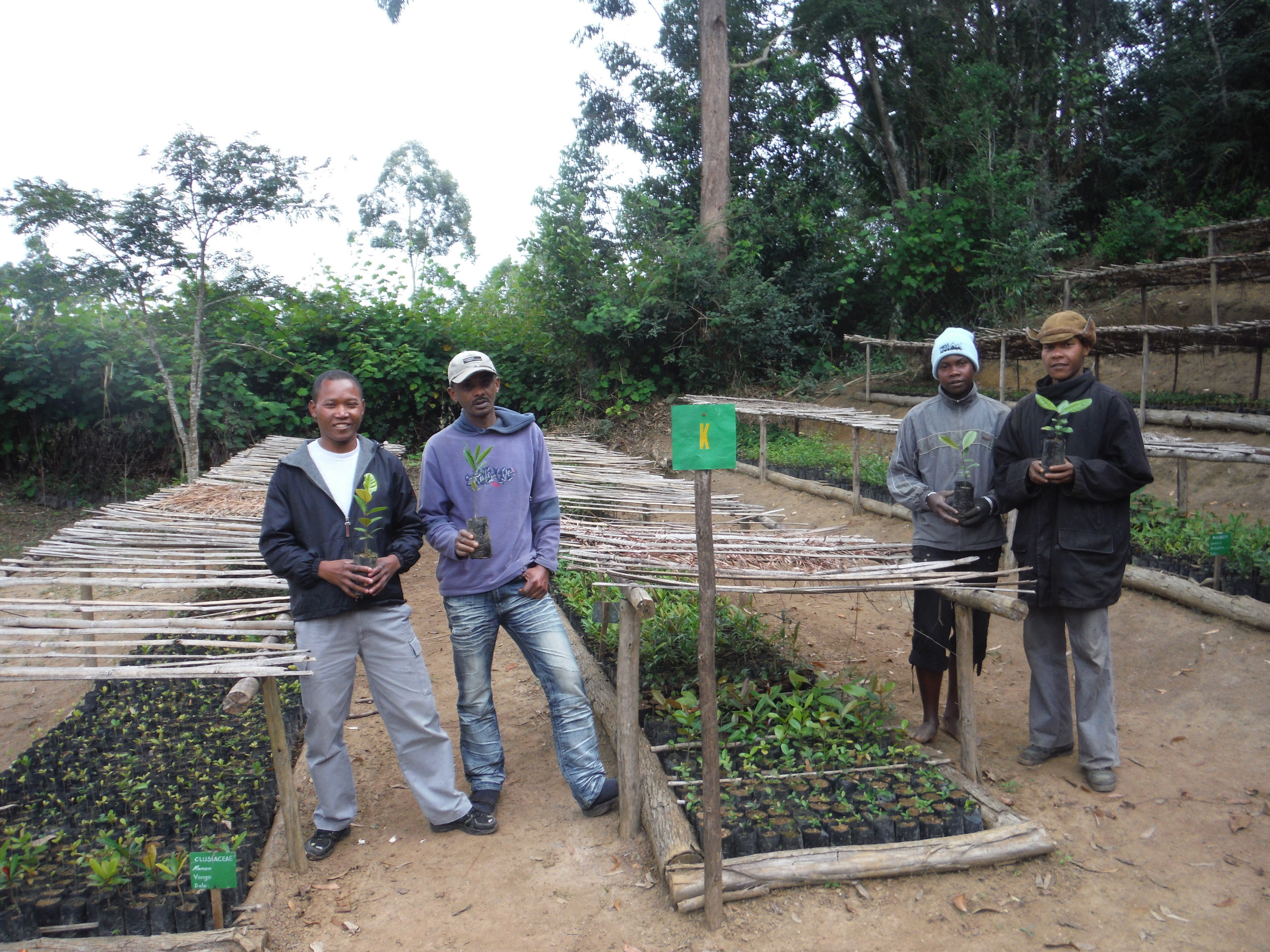 Growing native tree species to reforest one of the world's most biodiverse amphibian zones in the world. In time, we want the local people to sell native planting stock to mining companies that currently buy trees from other countries for their restoration programs