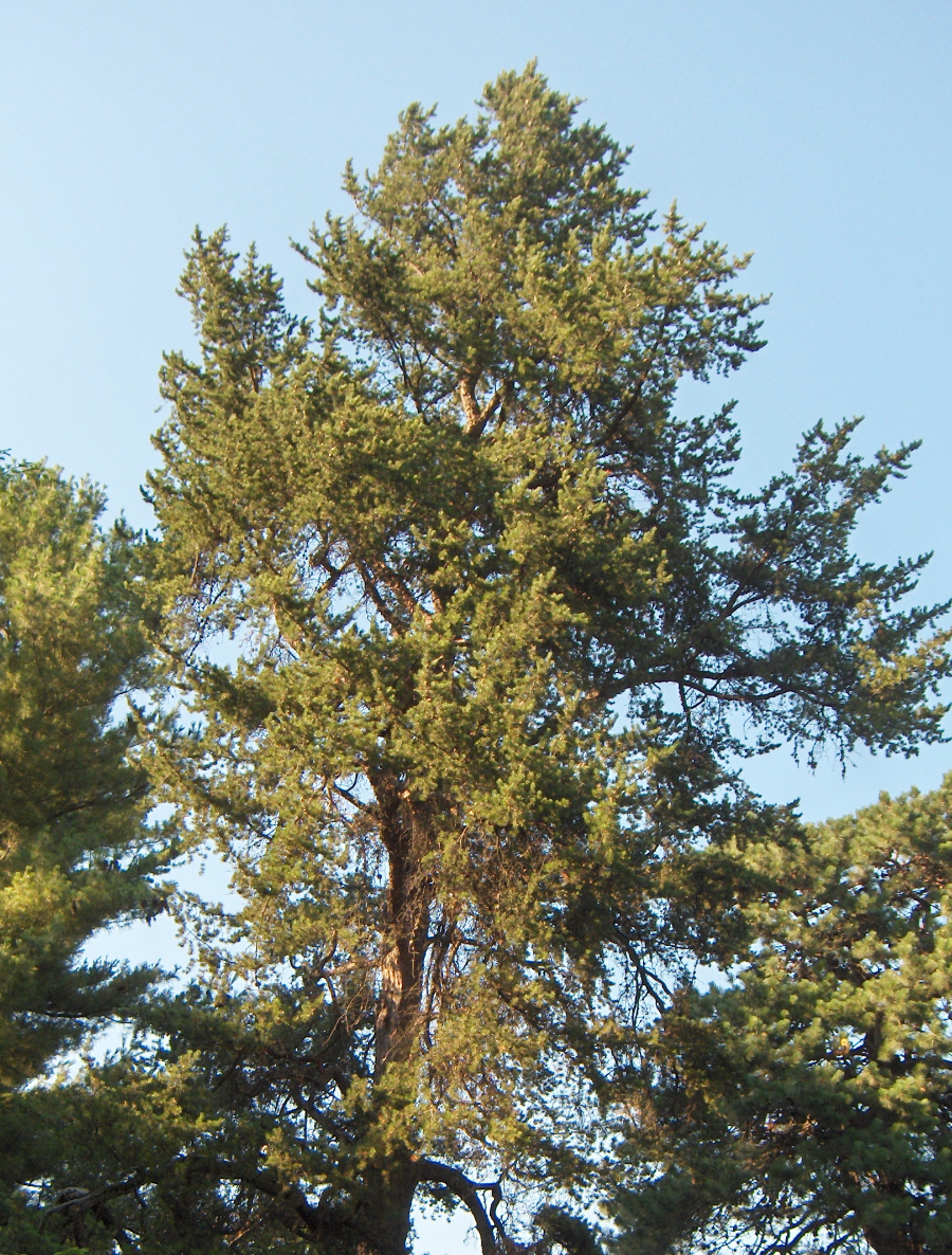 Jack Pine. Photo: Owen Clarkin