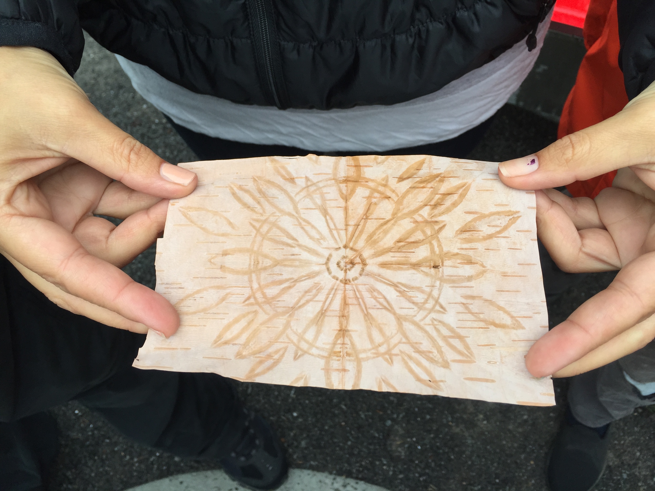 Birch bark biting 