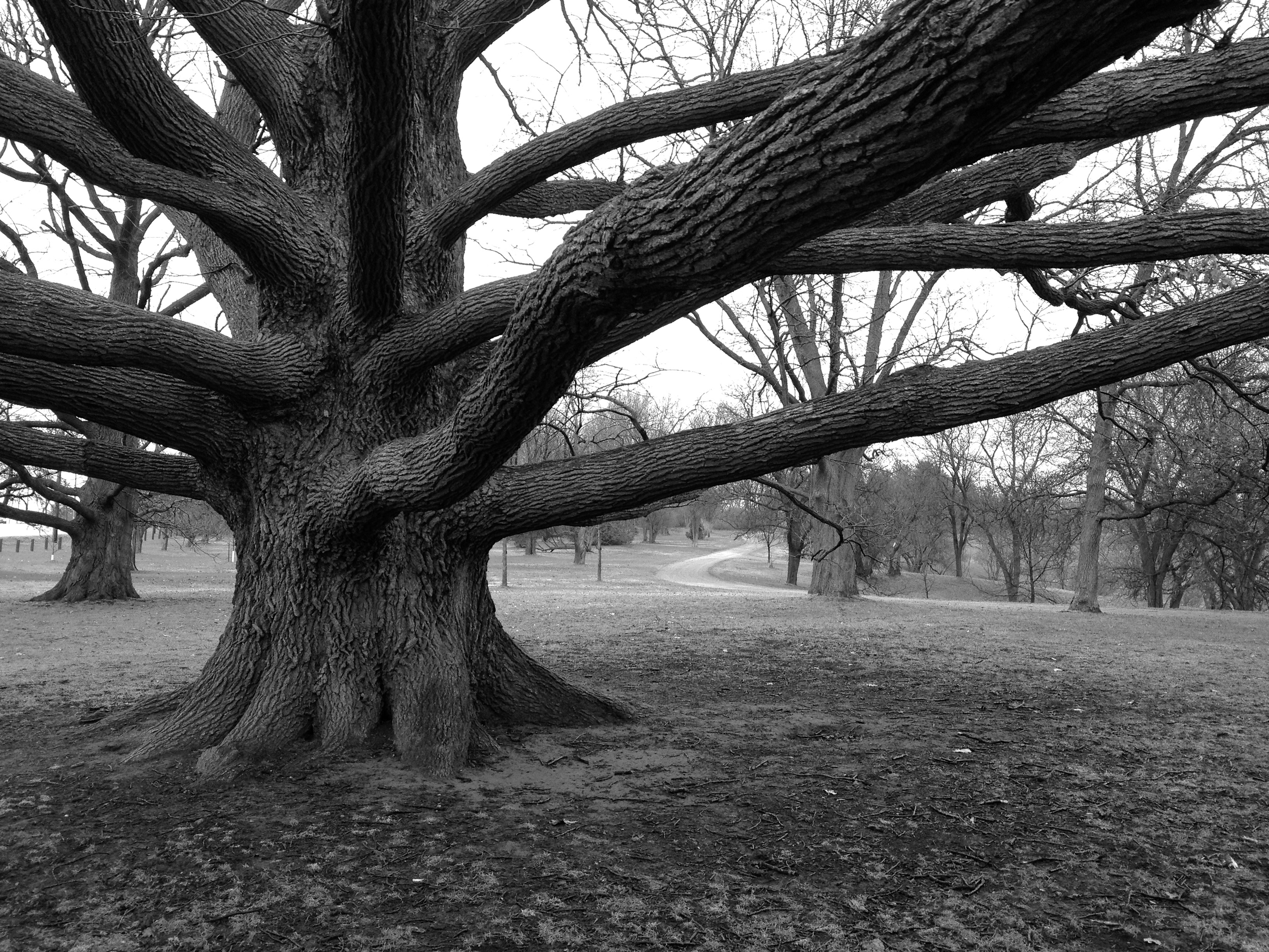 "Bebb's" oak. Photo: C. Osler