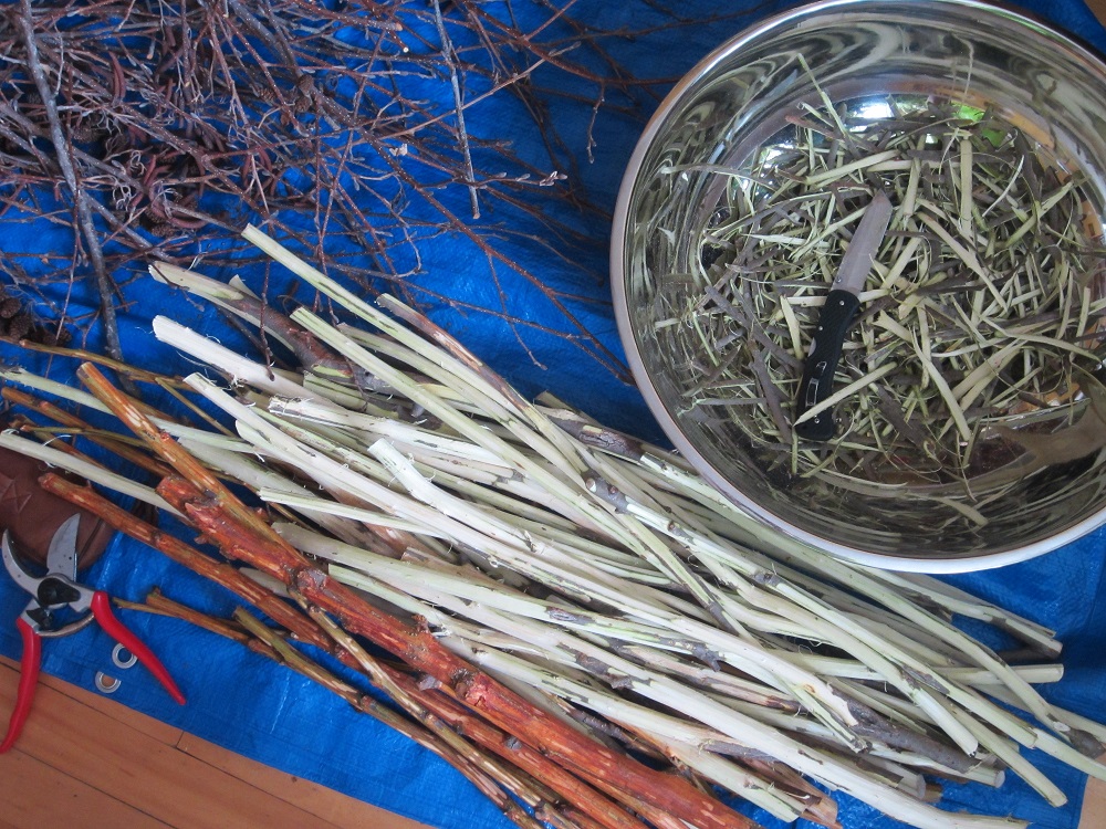 willowbark.jpg