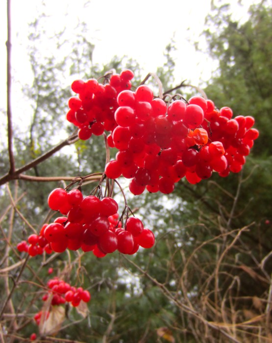 Cramp Bark Berries. 