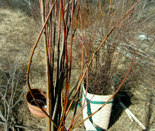Willow Birch. 