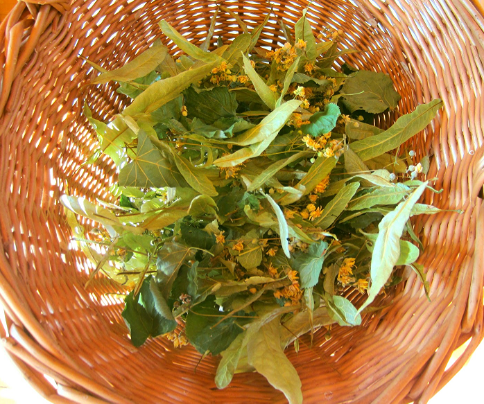 Linden leaves and flowers. 