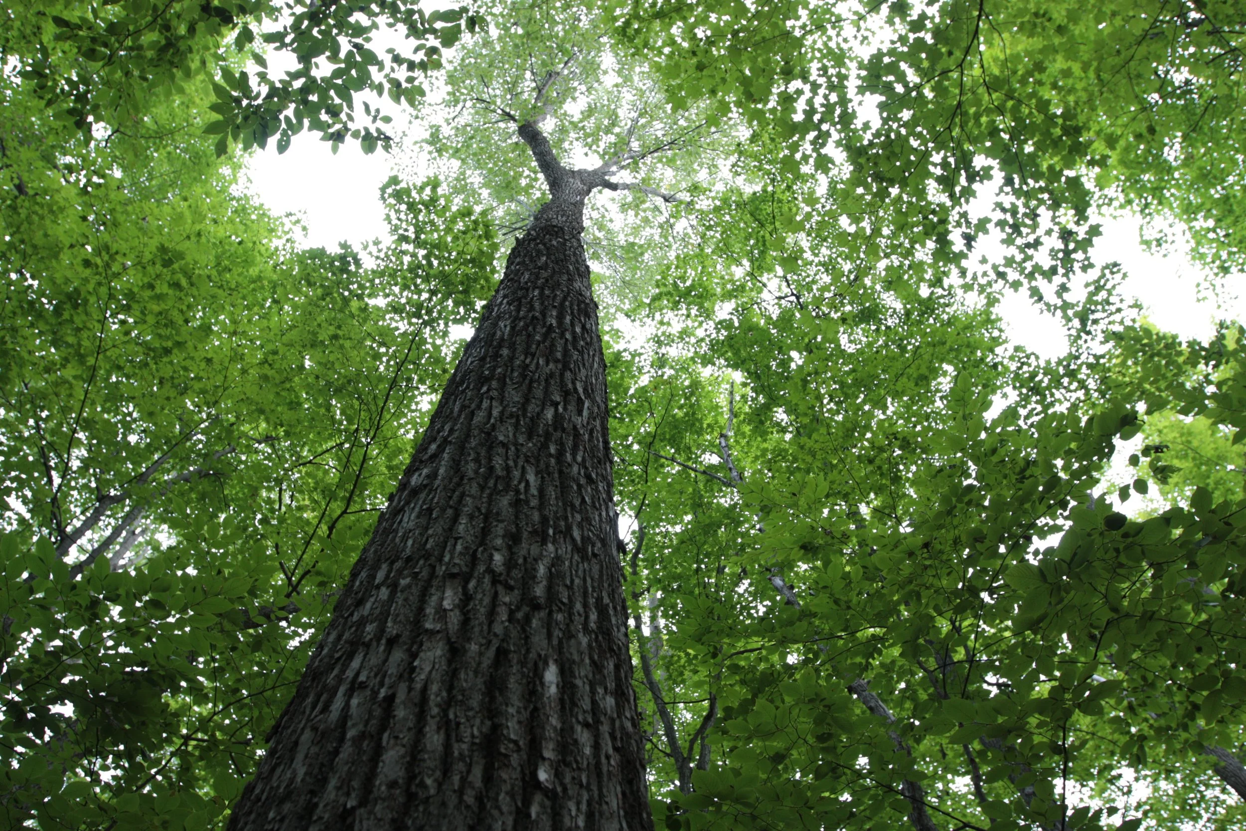 Deciduous tree forest canopy, Murphy's Point Provincial Park, ON