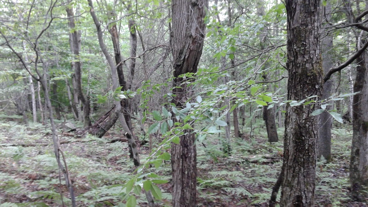 Maple Ash Swamp
