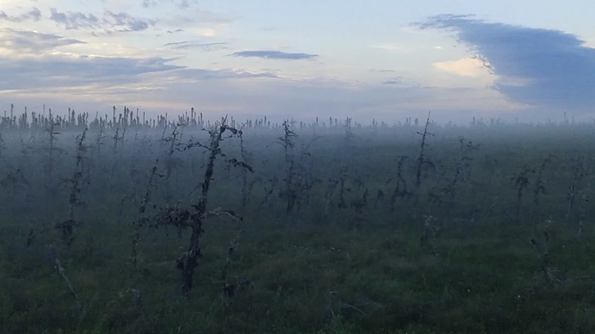 Evening fog settling on Larch bog, James Bay lowlands