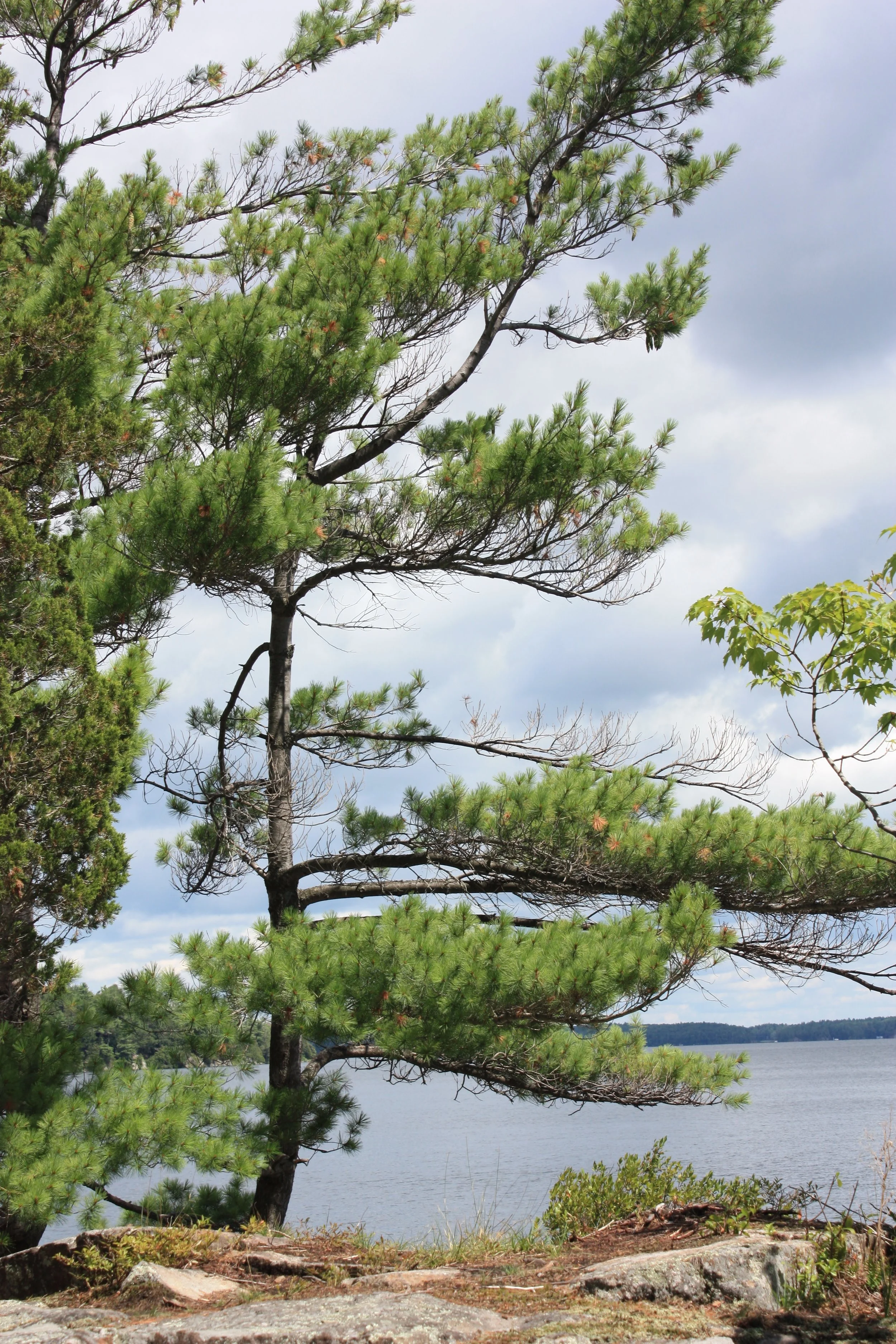 White pine on the shores of Grand Lake, Algonquin Park
