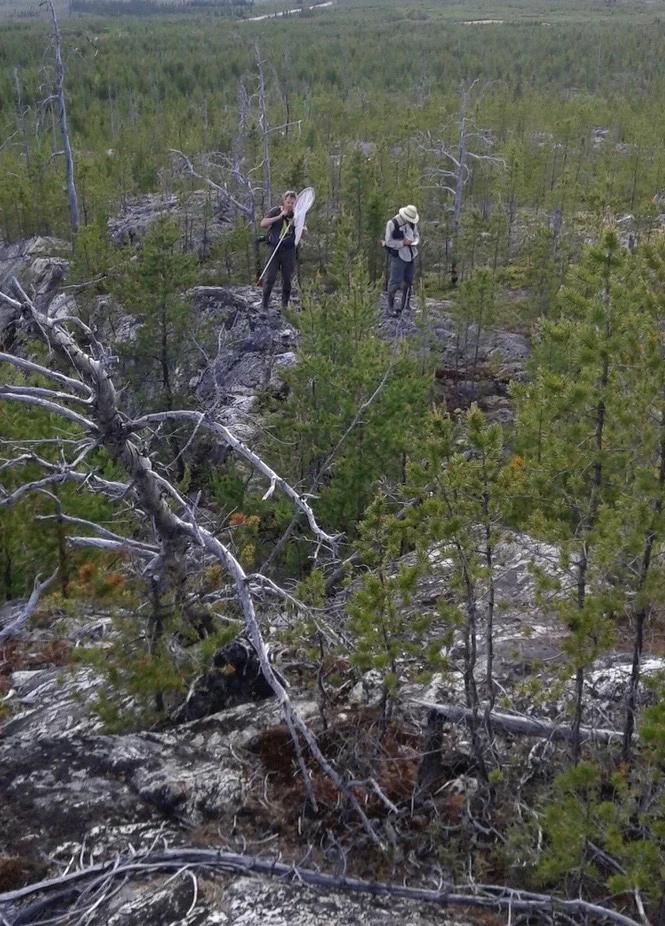 Entomologists and Jack Pine Forest on Canadian Shield, James Bay