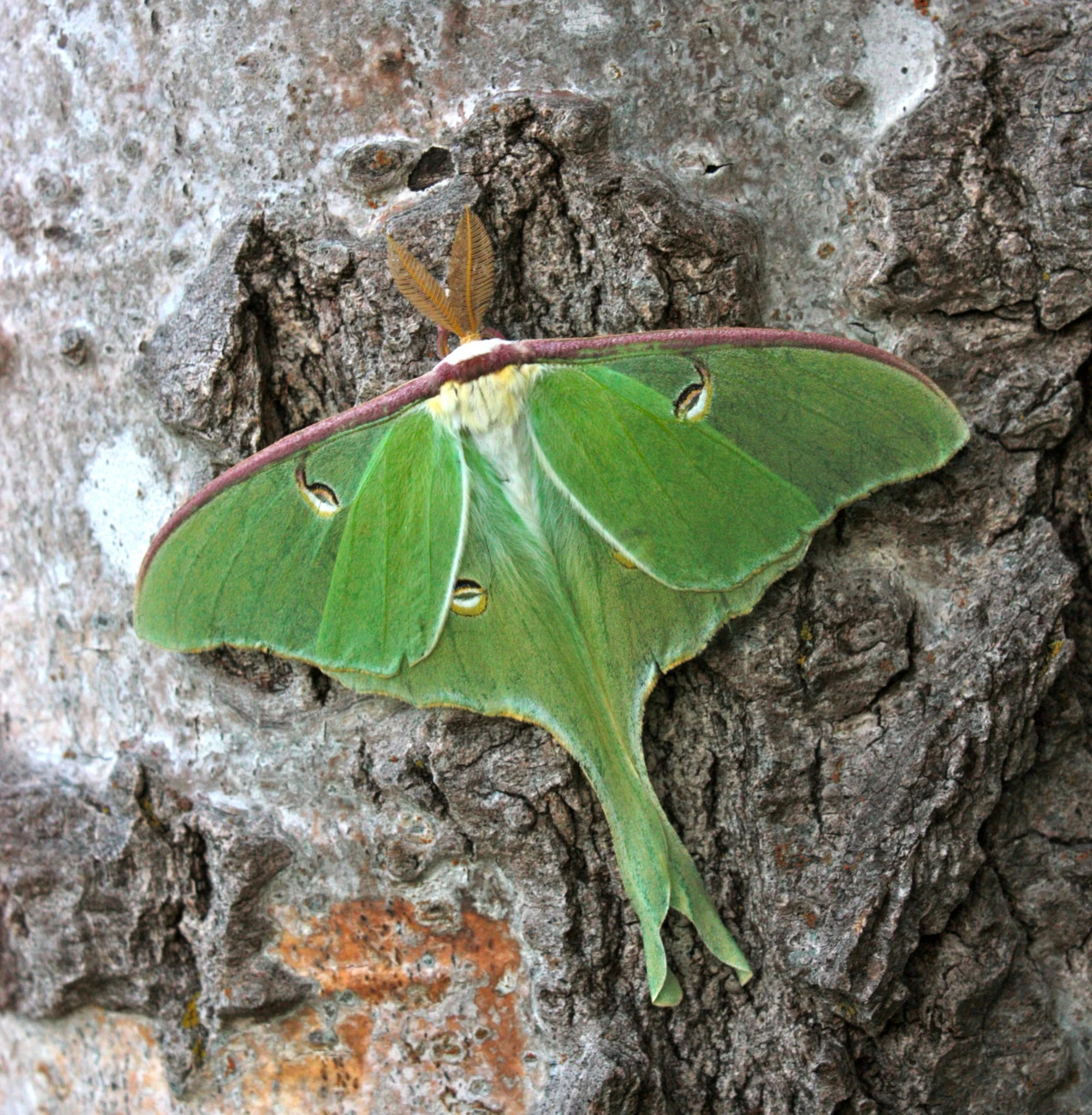 Luna moth on a poplar tree