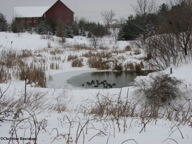 Fletcher Wildlife Garden Pond in winter. Photo: Christine Hanrahan, courtesy of FWG Photoblog.