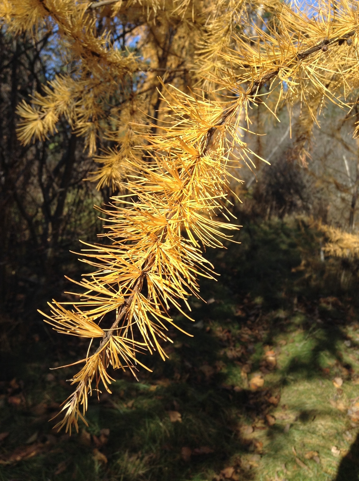 Fall tamarack foliage. Photo: Renate Sander-Regier