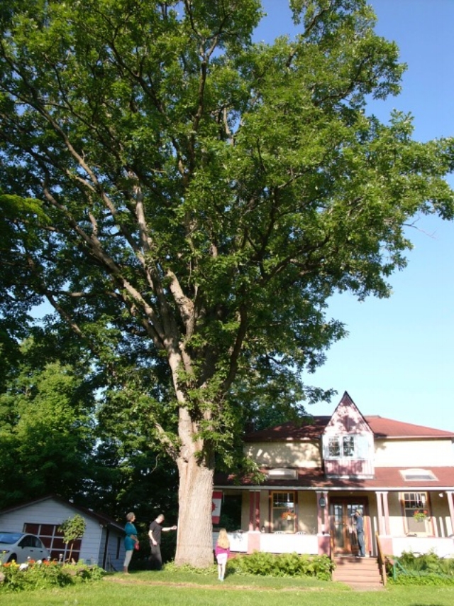 Residents and a large oak in Champlain Park neighbourhood. Photo: Tree Fest Ottawa