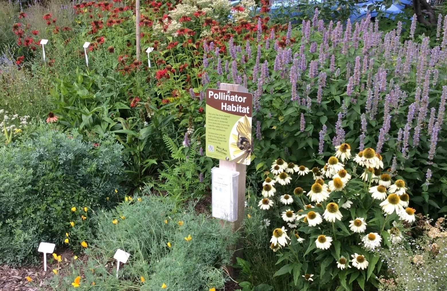IMG1PollinatorGarden.jpg