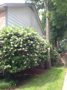 Trees Too Close to Foundation