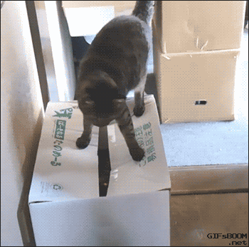 tumblr_nlw23nYFSO1qbd0bio1_400.gif