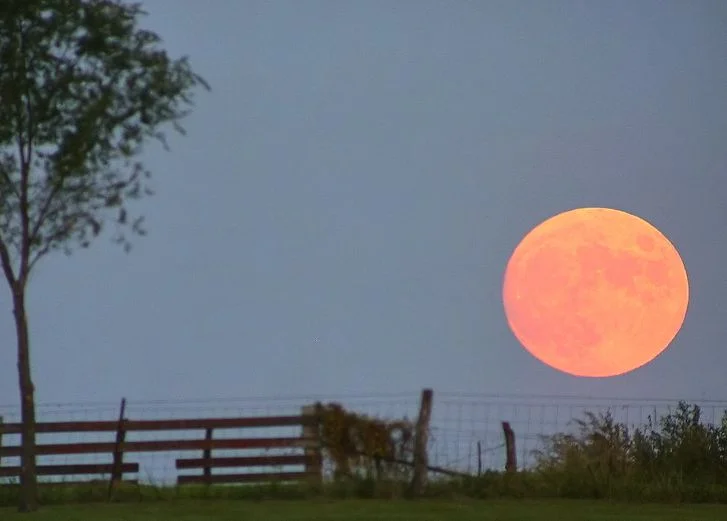 harvest_moon_dan_bush.jpg