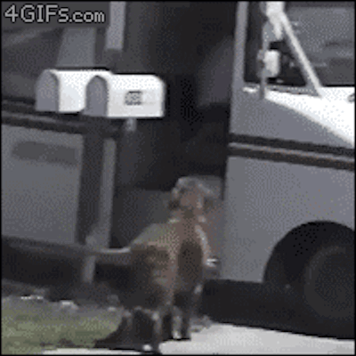 giphy-(1).gif