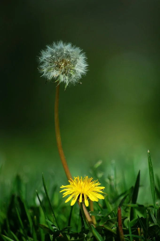 Pick em Don't Spray em