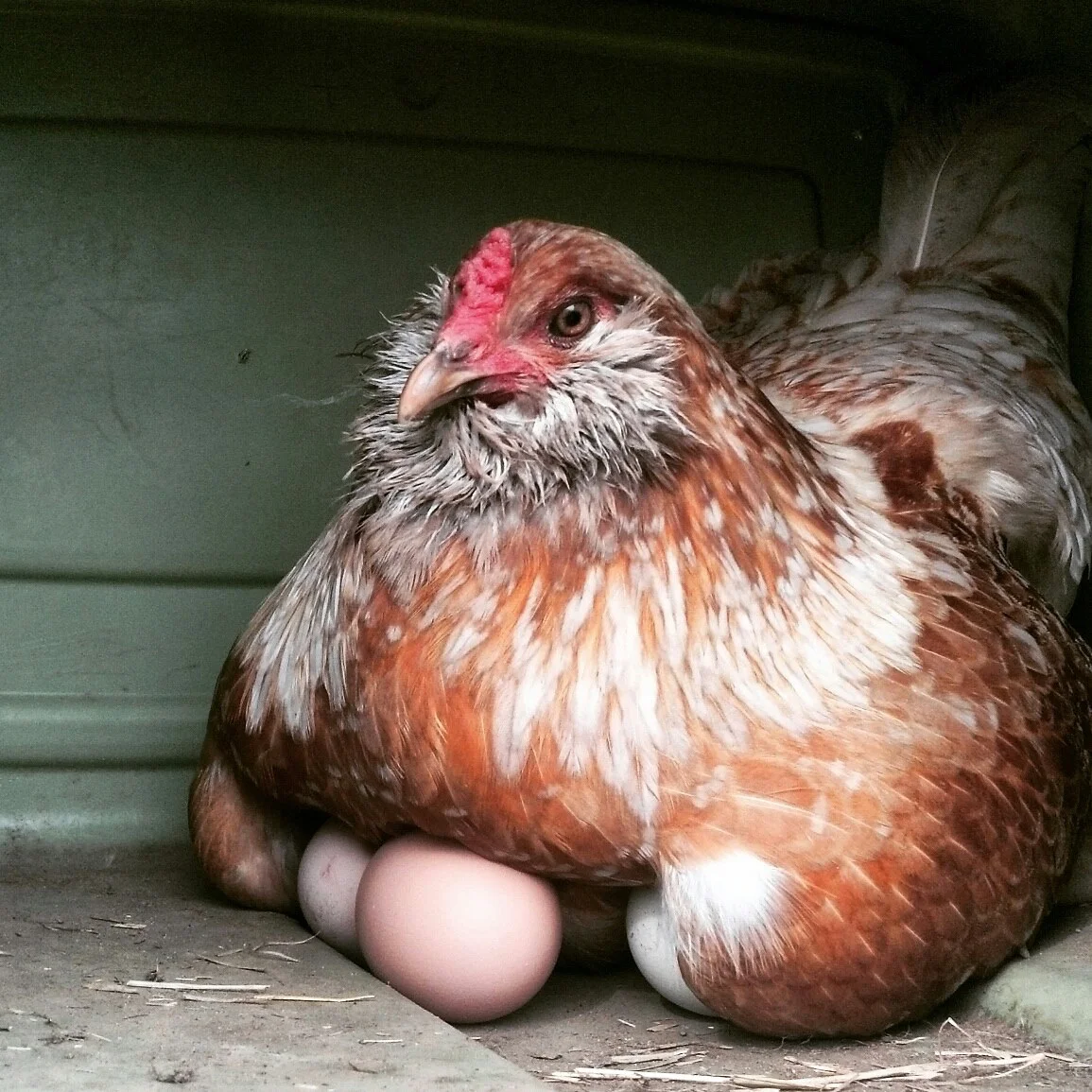 One of our hens being broody in her nesting box.