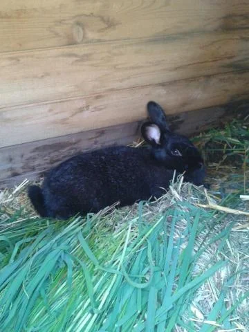 Our Silver Fox rabbit Luna, about to give birth last spring.