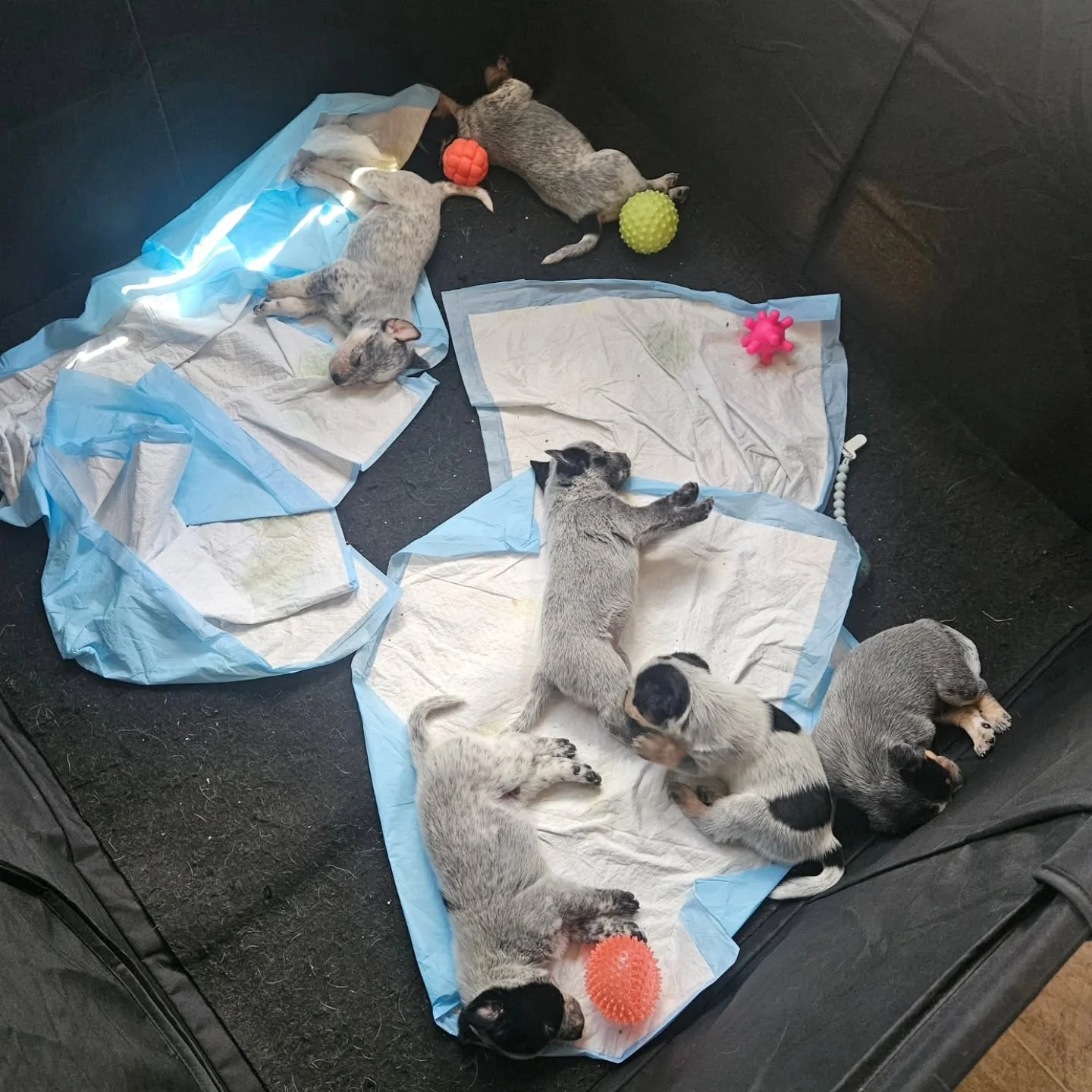 happy birthday pups! I cant believe i had all 6 of you in my RV plus ur mom &amp; dad....all while having a 1 year old by myself. wtfffff lol cheers to my love for heelers and finding each of you the best homes 🩷