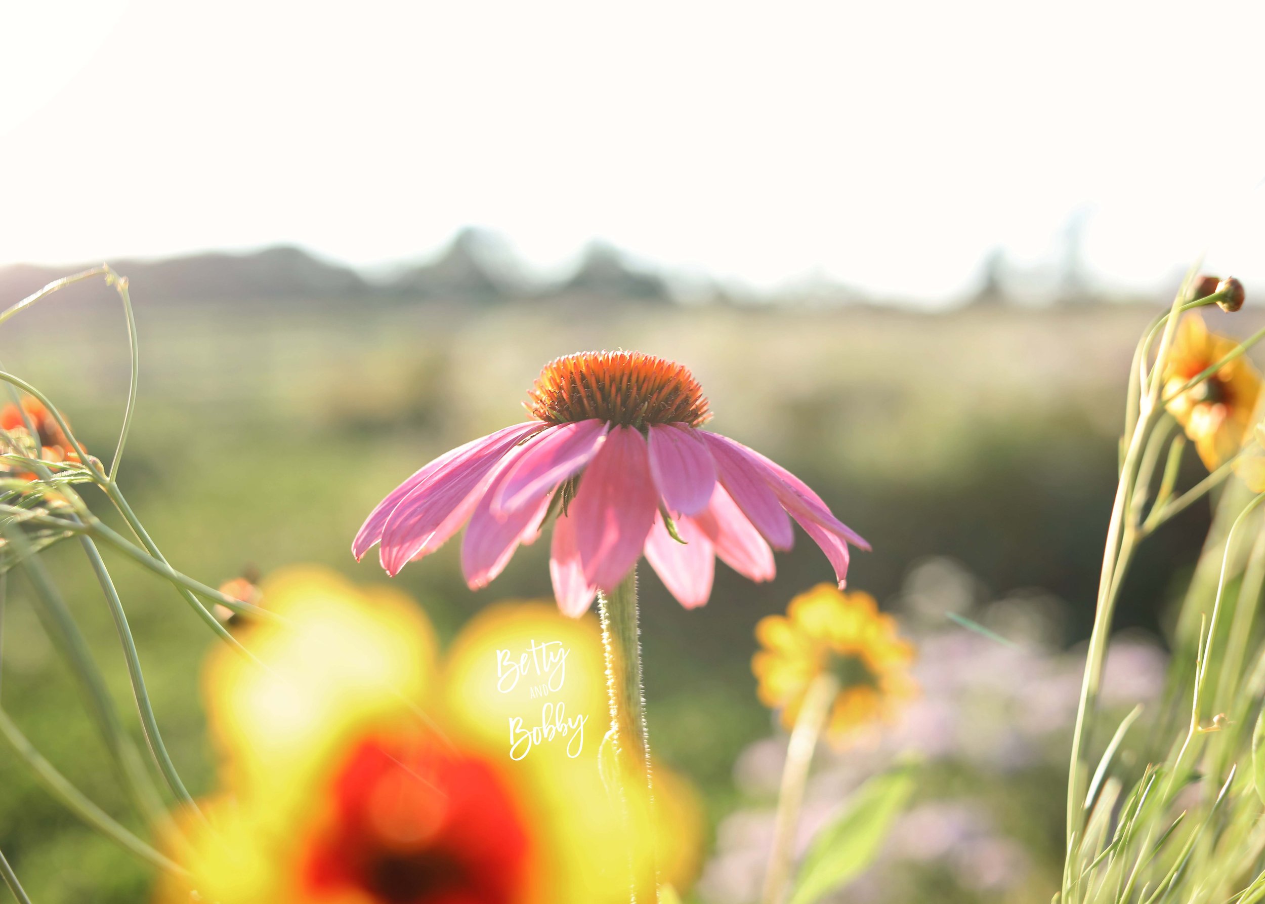 100A0180_1.jpg
