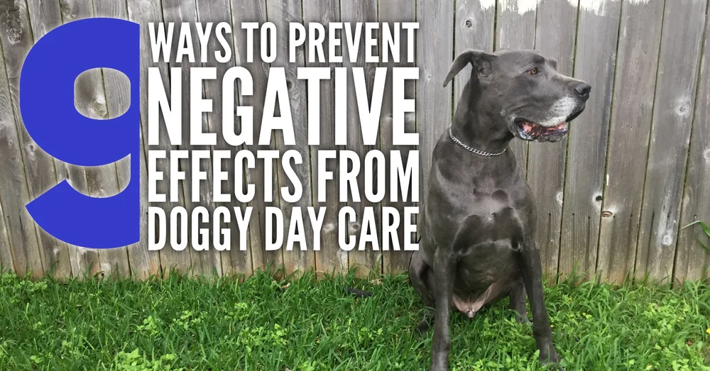 Negative Effects Of Daycare On Dog Development And Nine Ways To Prevent Them Roman S Holistic Dog Training