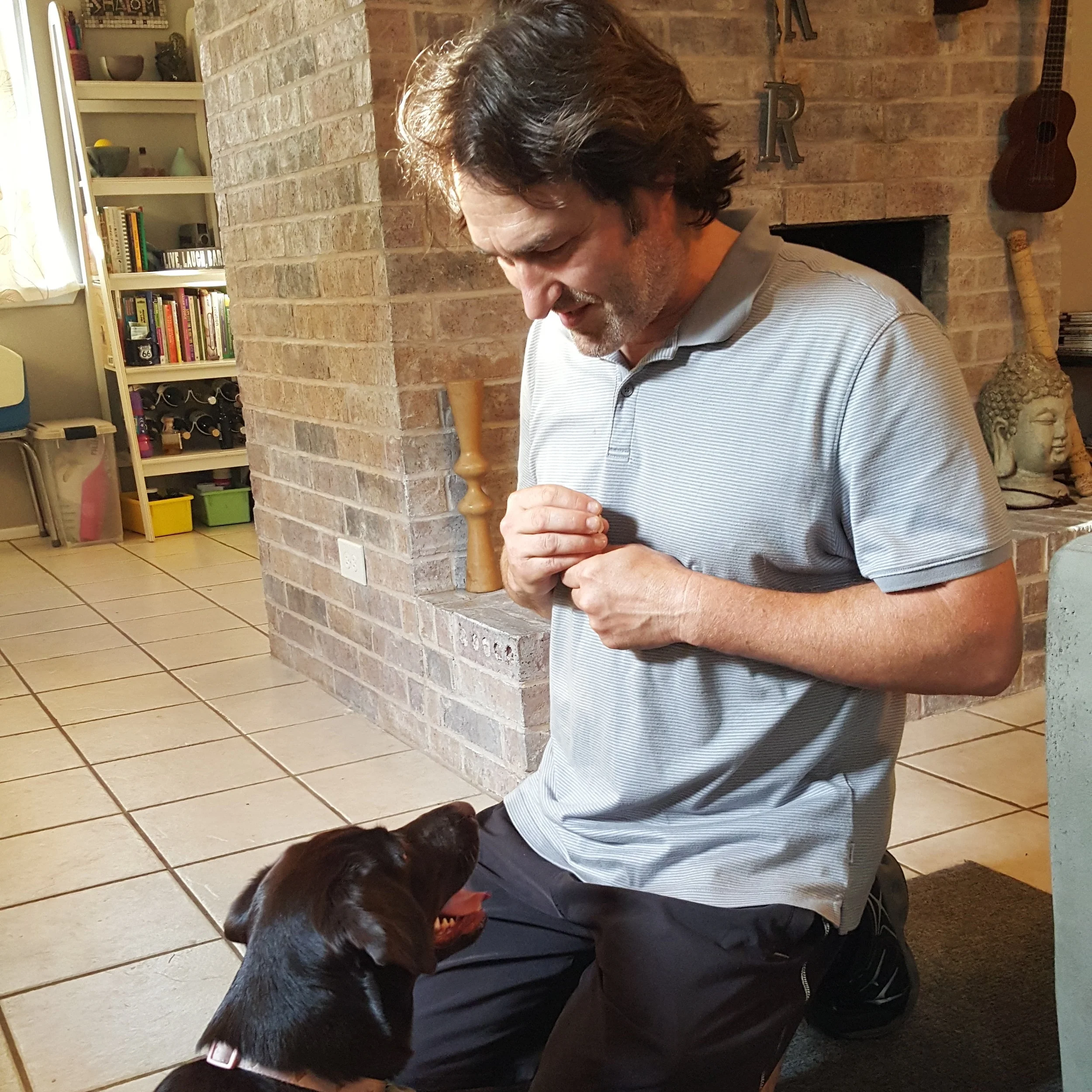 Bella, Chocolate Lab, learns to focus