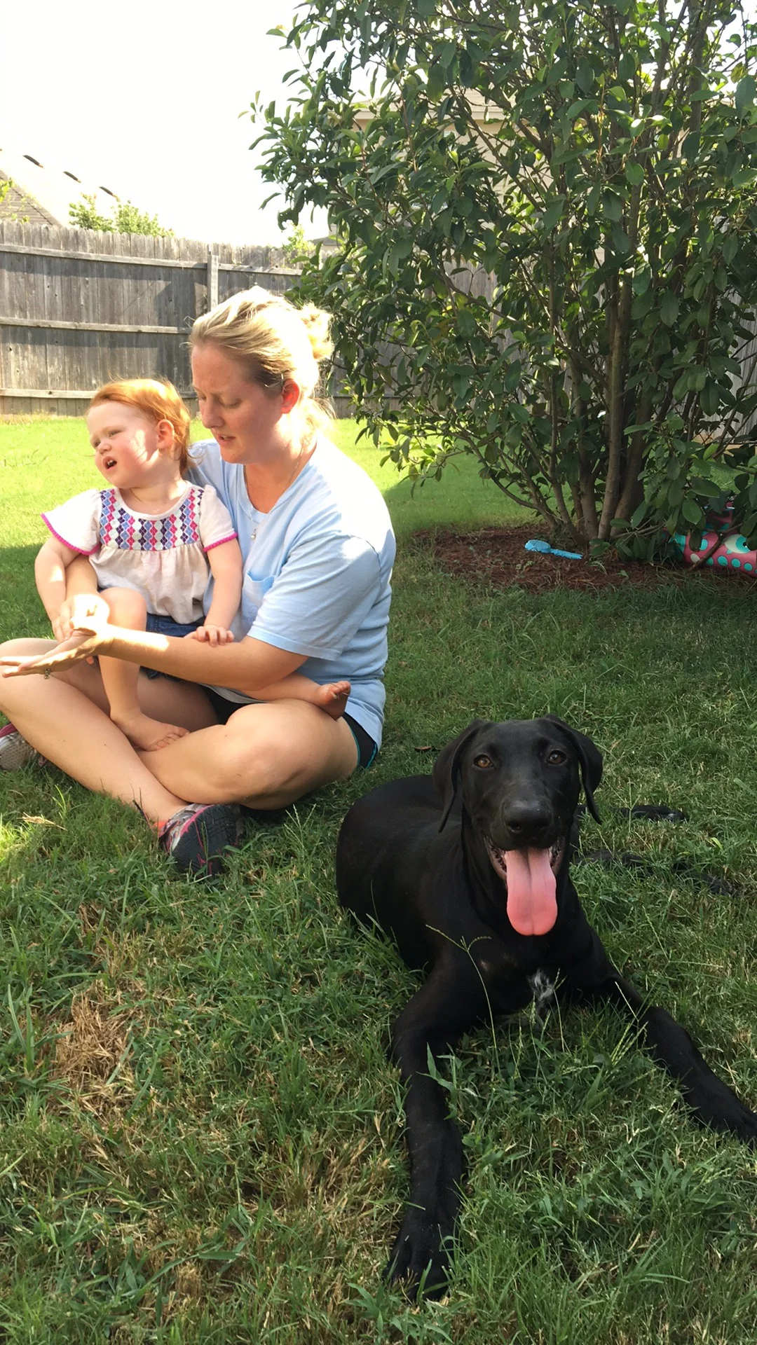 Parental Influence on the Emotional Development of Dogs 