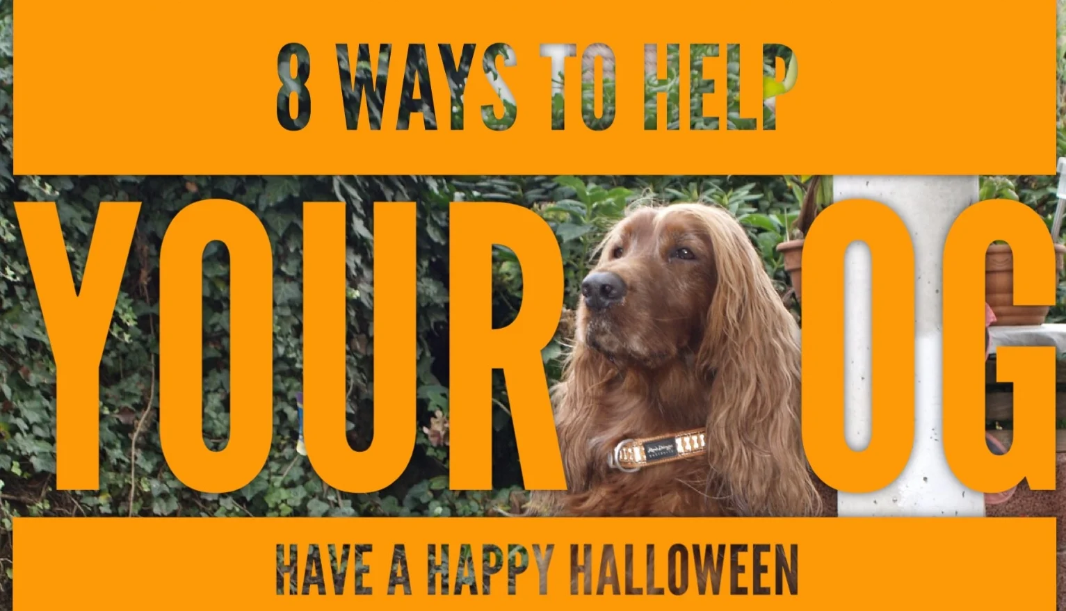 8 Ways to Help Your Dog Have a Happy Halloween