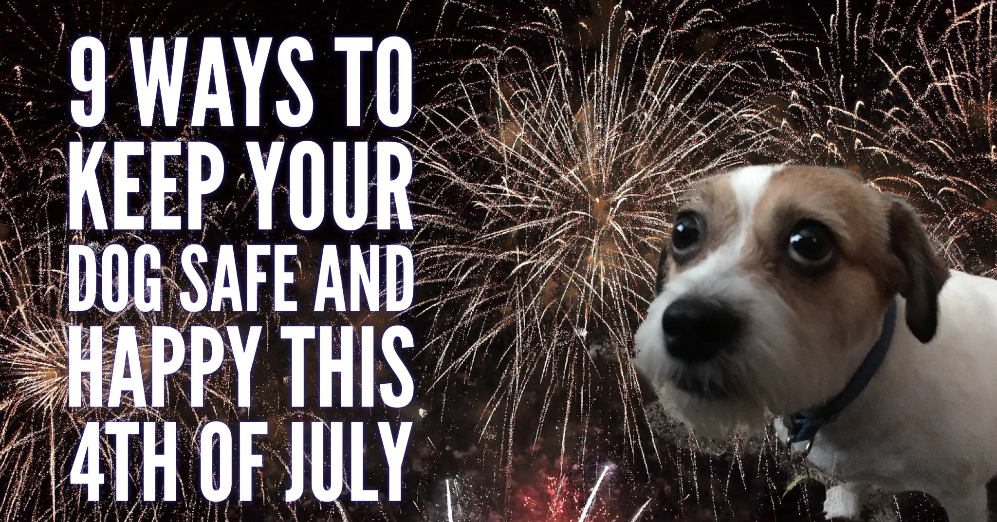 9 Ways to Keep Your Dog Safe & Happy This 4th of July