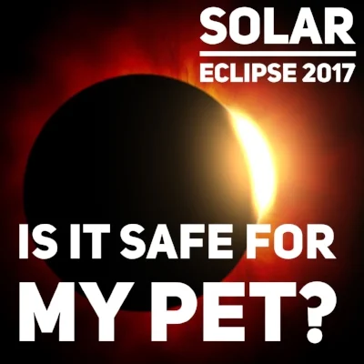 Is It Safe For Pets to Be Outside During the Eclipse?