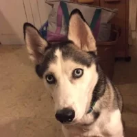 skye.jpg