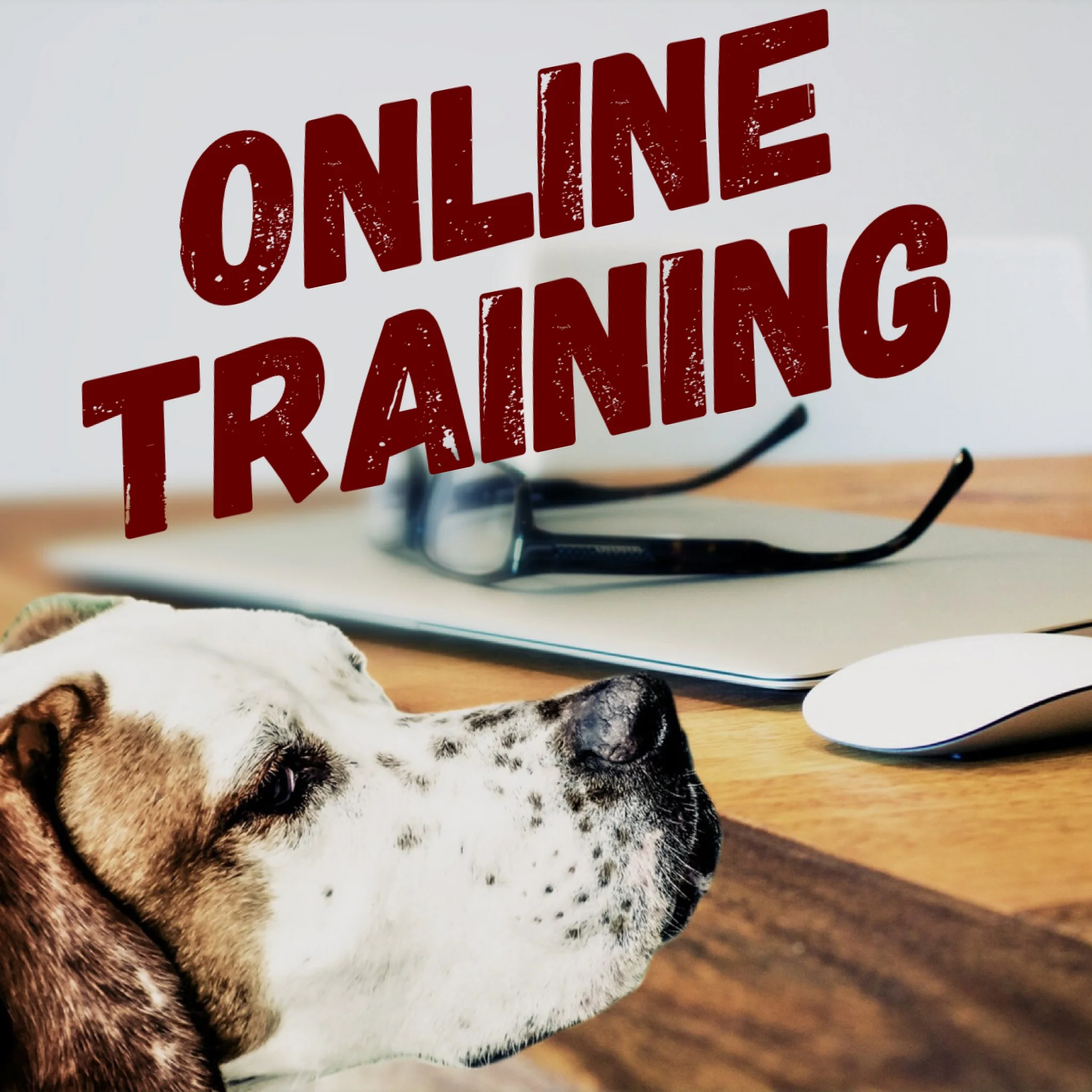 In a one hour setting I learned so much about my dogs, but mostly about myself