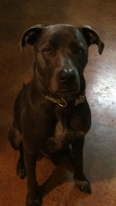 Sterling Cane Corso mix