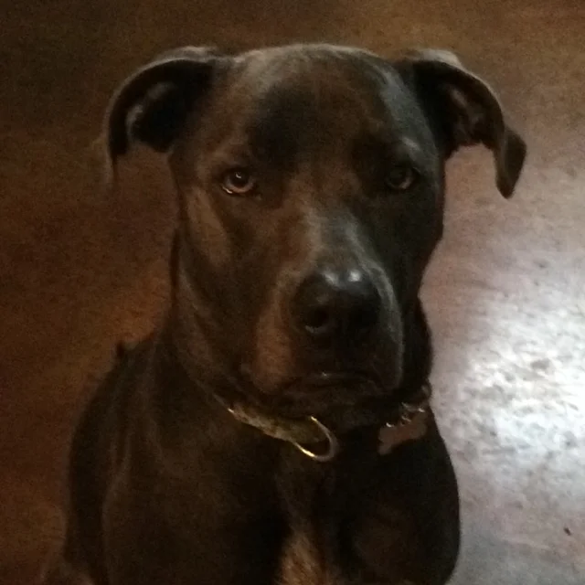 I swear my dog loves me even more now.