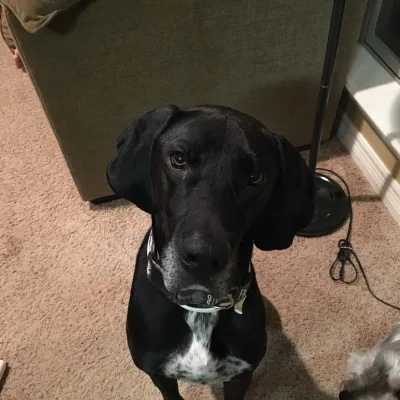 great dane photo.jpg