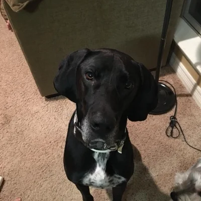  Thank you for the suggestion to teach my dogs there is a line to not cross