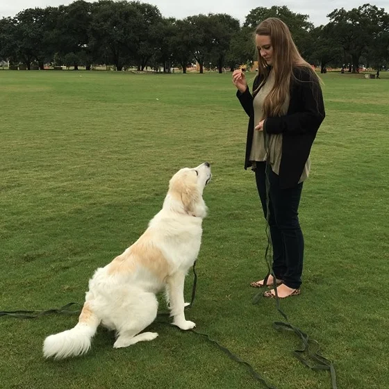 flea med for puppies