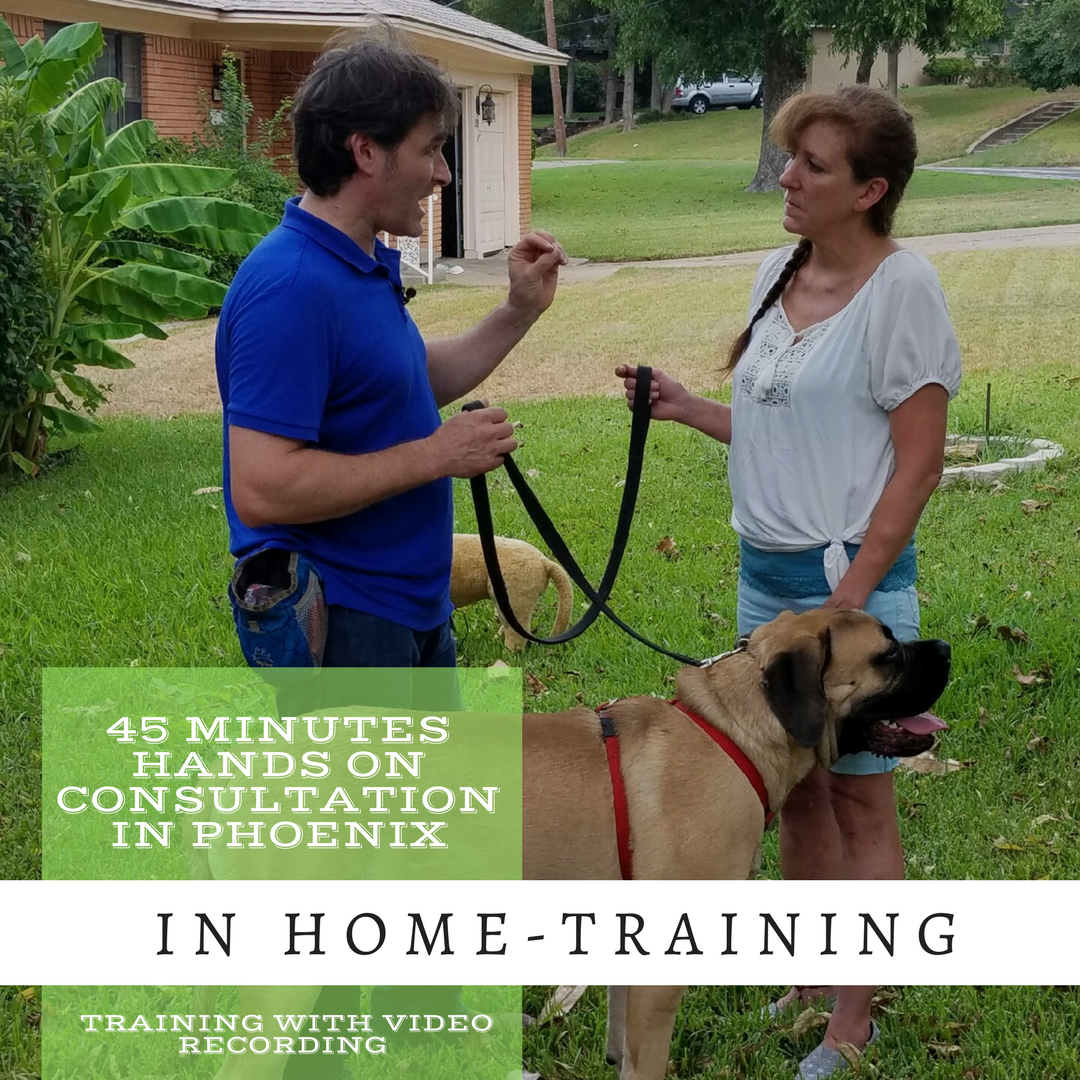 One or two in-home sessions are usually enough for Roman to address 85% of behavior issues. From barking at the door, leash pulling, digging, or coming when called, Roman will help you achieve your goals with force-free, pain-free, science-based methods. Your dog will be calmer, understand his job, and be a better behaved and happy family member. Become your dog's best trainer.  Price: $160* Book Now To schedule an In Home Follow-up Consultation, click HERE*Strong Bond Transformation Program  This is the best solution to address 90% off complex behavior issues in your home. In just five weeks, you'll enjoy a transformed, better behaved dog. Results guaranteed**.  Price: $748* Get your dog's transformation package CLICK HERE*$0.55 per mile fee may apply for out of city limits round trip ** If the first session does not improve your dog's behavior you get your money back.