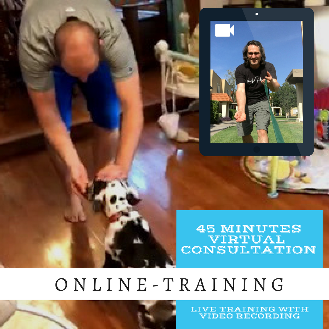 Roman s Holistic Dog Training