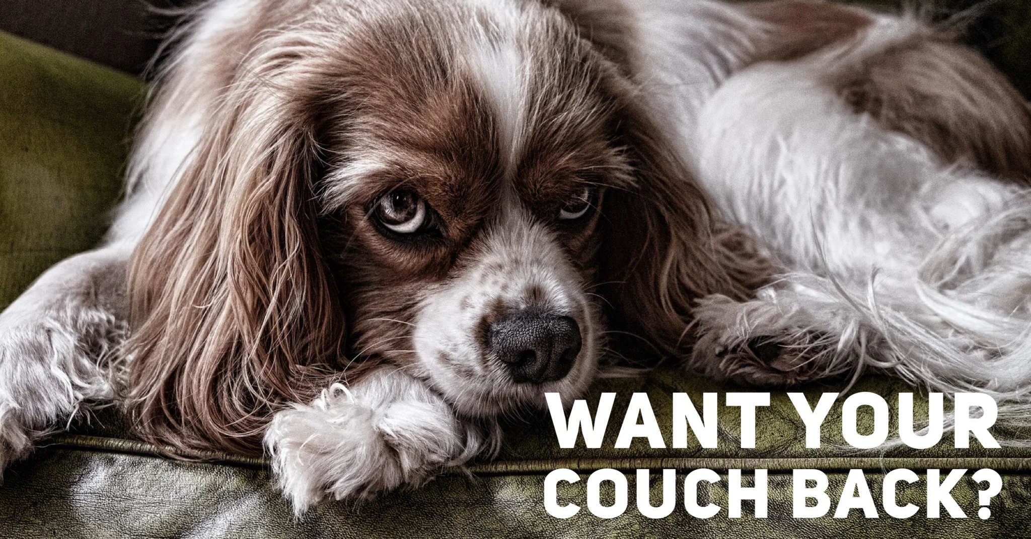 Why Your Dog Claims Your Couch 