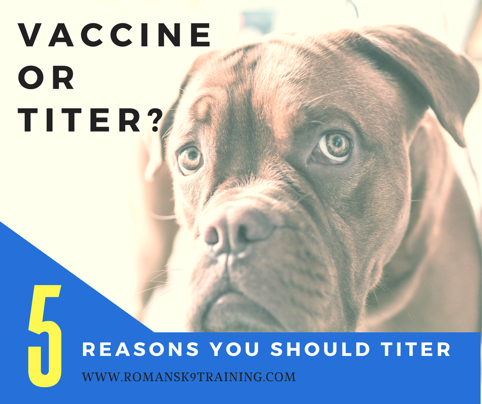 5 REASONS WHY YOU SHOULD TITER YOUR DOG