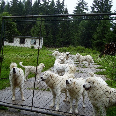 white-dog-649556_640.jpg