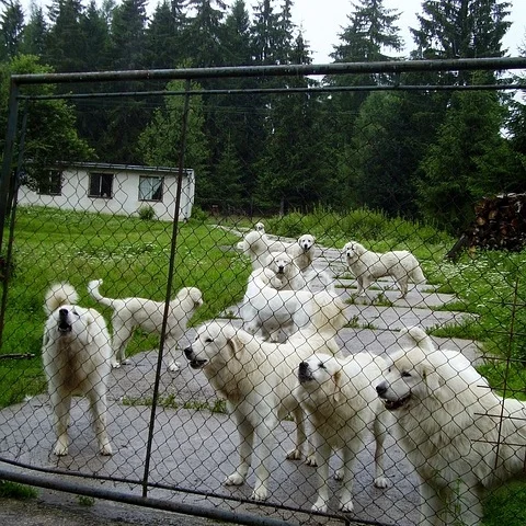 white-dog-649556_640.jpg