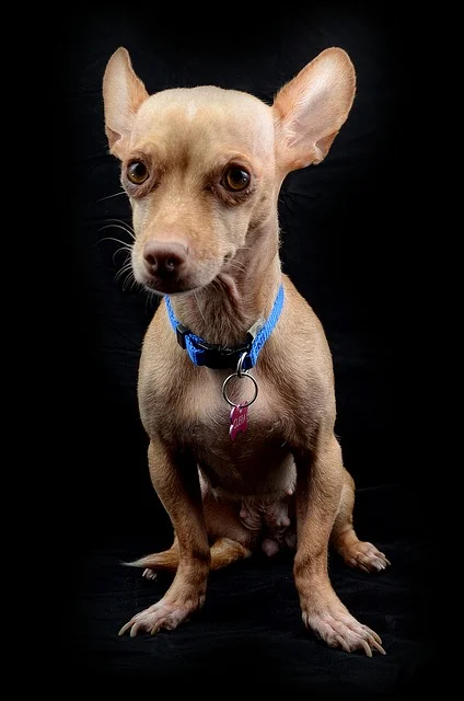 collar-dog-778253_640.jpg