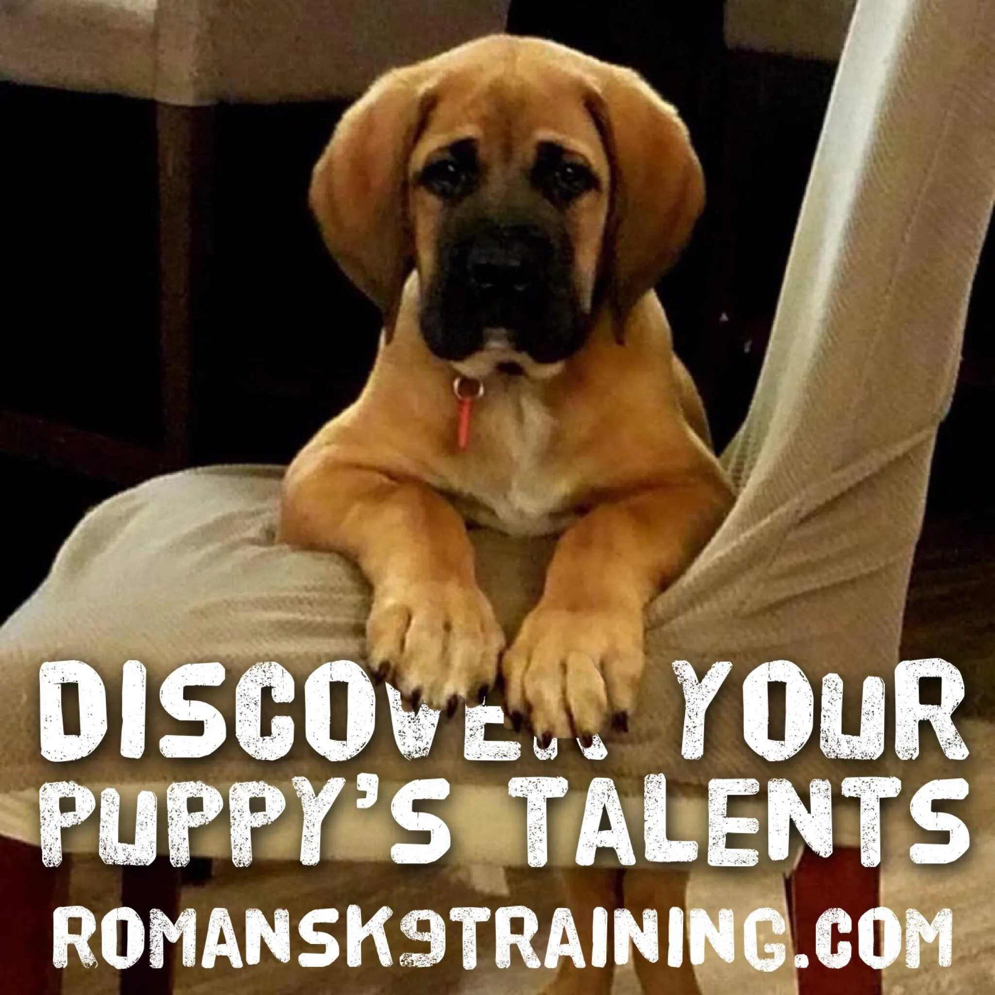 puppy class 2.jpg